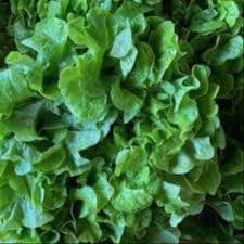 Plants de salade Feuille de Chene Blonde