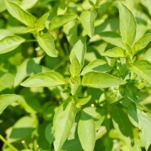 Plant de Basilic "Thaï Lemon"