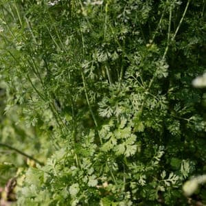 Plant de Coriandre "Pokey Joe"