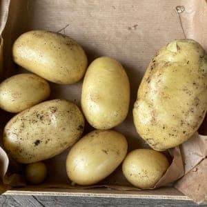 Pomme de Terre Nouvelle