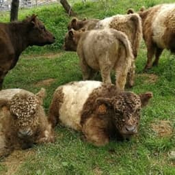 Ferme Kesak'oh! #0