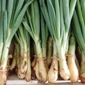 Oignon botte  Le Potager du Coin