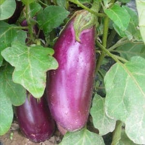 Plan d'aubergine violette de toulouse
