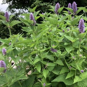 Plant Agastache Fenouil