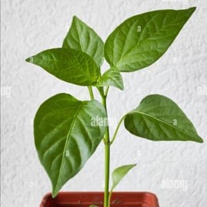 Plant de Poivron