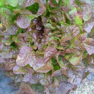 Feuille de chêne Rouge
