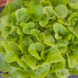 Feuille de chêne verte