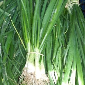 oignon cebette