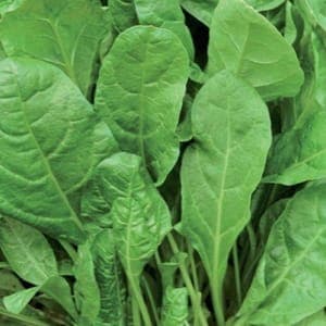 Blette-feuilles (liscia verde di taglio)