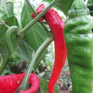 Plant de poivron "Doux des Landes"