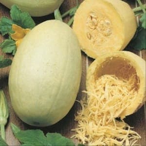 Plant Bardérou Courge Spaghetti