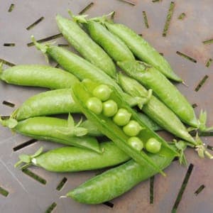Petit Pois Douce Provence