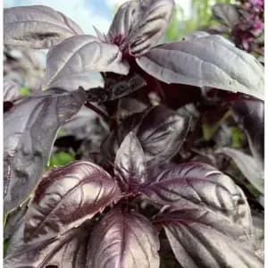Basilic Osmin