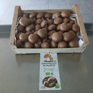 Champignons bruns de Paris 1ère volée 500g 