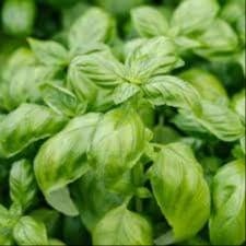 Basilic bouquet