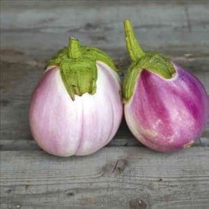 Plant d'aubergines