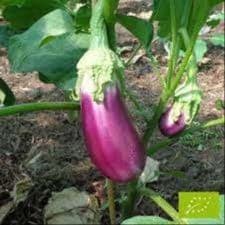 Plant d'aubergines