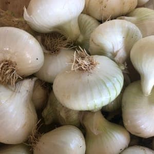 Oignons blancs 