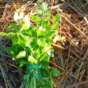 Coriandre bouquet 
