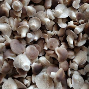 Pleurotes frais