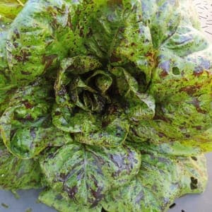 Laitue Mouchetée de Salasc