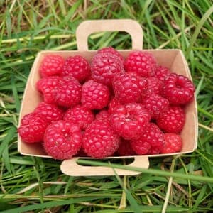 Framboise- Barquette de 125 g