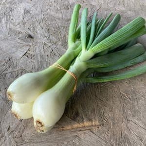 Oignon Nouveau/Frais