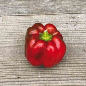 Poivron california wonder