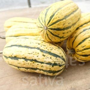 COURGE DELICATA