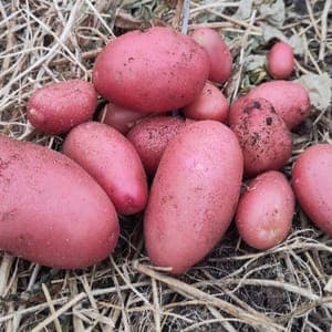 Pomme de terre nouvelle, Rosabelle