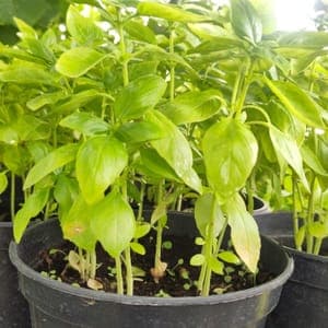 Pot de basilic Evi, minimum 10 tiges