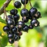 Barquette de Cassis
