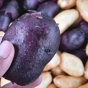 Pommes de terre nouvelles mix blanches et violettes