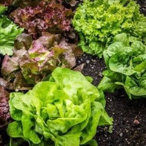 Salade de saison