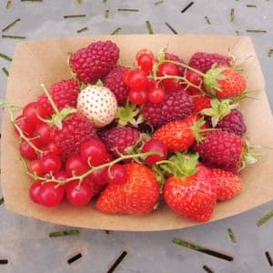 Fruits rouges