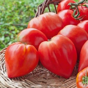 Tomate cœur de bœuf 
