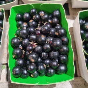Cassis