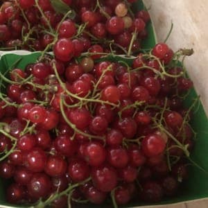 groseille