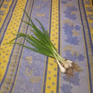 Oignons blancs frais botte