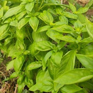 Basilic, Bouquet