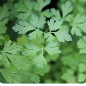Plant persil 