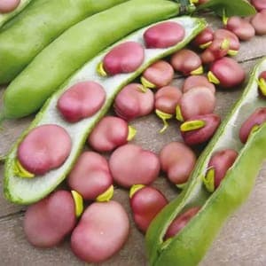 fèves graines roses, variété  Karmazyn