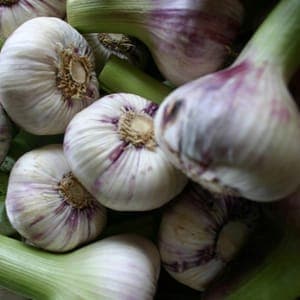 Ail violet frais
