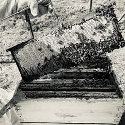 L’Abeille De Vignelles  #5