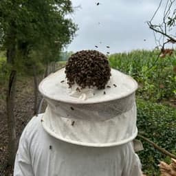 L’Abeille De Vignelles  #7