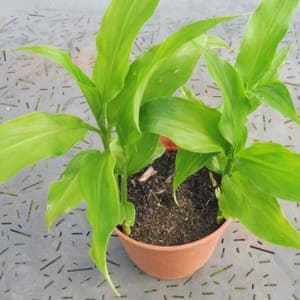 Plant Gingembre japonais
