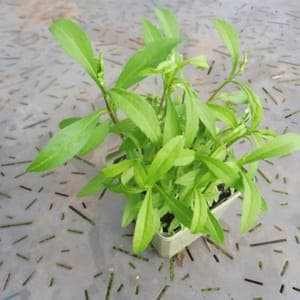 Plant Estragon du Mexique Vivace