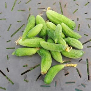 Cornichon Hokus 