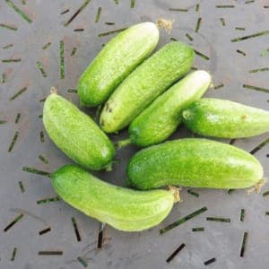 Cornichon Hokus Gros Calibre