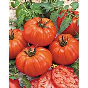 Tomate portugaise côtelée plate  100% chair